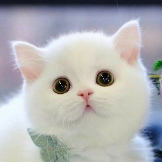 Telegram profile photo for Sticker Group Chat