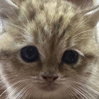 Telegram profile photo for Модератор