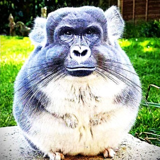 Telegram profile photo for АндрБоллаган (Стримы)