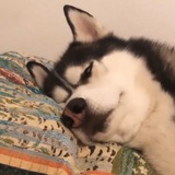 Telegram profile photo for ВИНСТОН ЧЕПЧИК