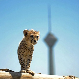 Telegram profile photo for 🐆Cheetah Trade🐆
