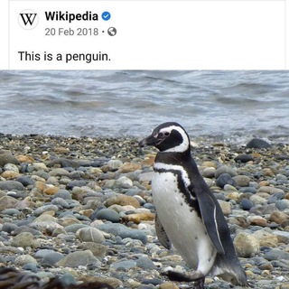 Telegram profile photo for Penguins Of The Gay