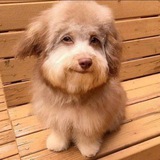 Telegram profile photo for this dog is fucked up bruh