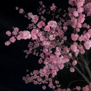 Telegram profile photo for для души 🌸