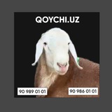 Telegram profile photo for qo'ychi.uz