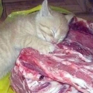 Telegram profile photo for United Flesh