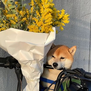 Telegram profile photo for Моē МА