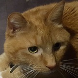 Telegram profile photo for Fatass Garlfieldposting
