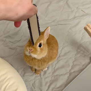 Telegram profile photo for bvkk🐰 щп ремиреми