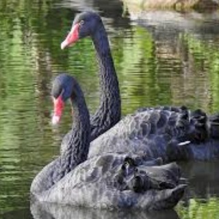 Telegram profile photo for Black swan news