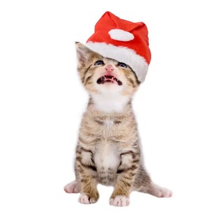 Telegram profile photo for хвостики хаотики