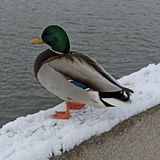 Telegram profile photo for кисло накрыл