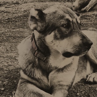 Telegram profile photo for Бамси_гребани_ксер