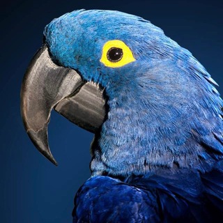 Telegram profile photo for Parrot KL