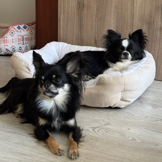 Telegram profile photo for ЧИШЬЯ МАТЬ🐾