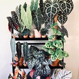 Telegram profile photo for 🌿Домашние цветы