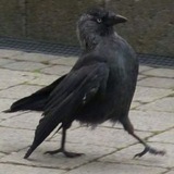 Telegram profile photo for Answer.