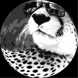 Telegram profile photo for DZ30