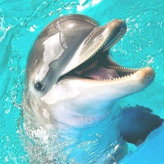 Telegram profile photo for 🌊°•. 𝙳𝙾𝙻𝙿𝙷𝙸𝙽𝚂 𝙲𝙾𝙽𝙵𝙴𝚂𝚂𝙸𝙾𝙽 + 𝙳𝙰𝙸𝙻𝚈 .•°🐬