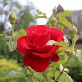 Telegram profile photo for ForHumanity 🌹⚜️