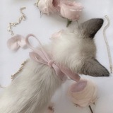 Telegram profile photo for ミклубничные коты🍓ミ