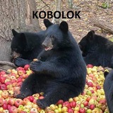 Telegram profile photo for KOBOLOK