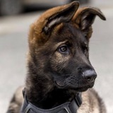 Telegram profile photo for Скоро собака
