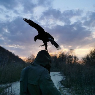 Telegram profile photo for Птичьи откровения 🦅🦉