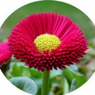Telegram profile photo for کانال متن های زیبای مینا