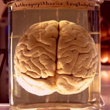 Telegram profile photo for Экспериментальные ноотропы| Chemical research