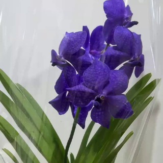 Telegram profile photo for Orchidsale Орхидеи и цветы в Ташкенте