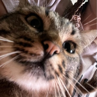 Telegram profile photo for ๐๐บ๐๐๐๐๐๐