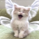 Telegram profile photo for archive.