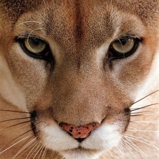 Telegram profile photo for Палата № 6 🫶