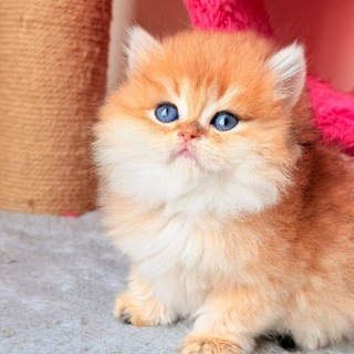 Telegram profile photo for Excellent_cats_cattery