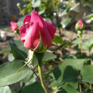 Telegram profile photo for لبخند از تح دل