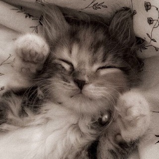 Telegram profile photo for Cat Day • Коты
