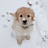 Telegram profile photo for golden retriever ! 재윤