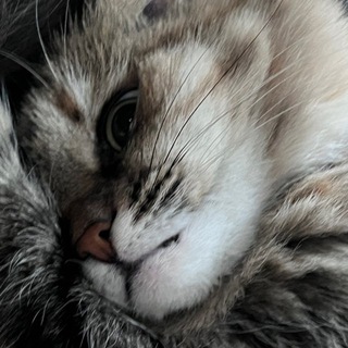 Telegram profile photo for p5ix