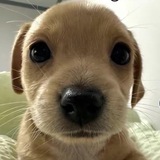 Telegram profile photo for ttmmcaaap