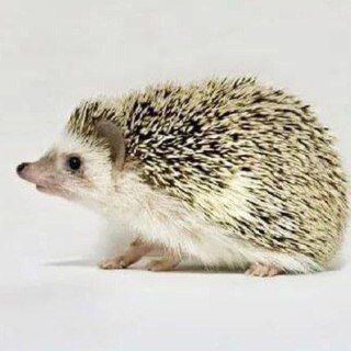 Telegram profile photo for Memes & Sundry
