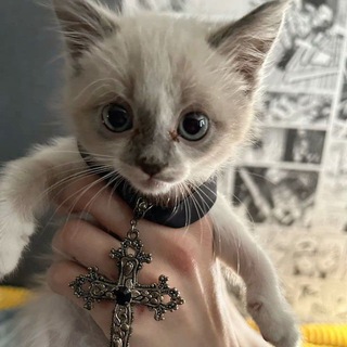 Telegram group profile photo for Взаимные Подписки | Актив. ❤️