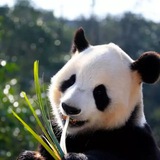 Telegram profile photo for ChinaКитай