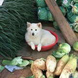 Telegram profile photo for マルシ info