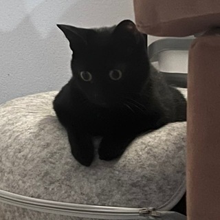 Telegram profile photo for Коммуна им. хвостов и усов