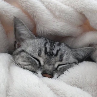 Telegram profile photo for кисули