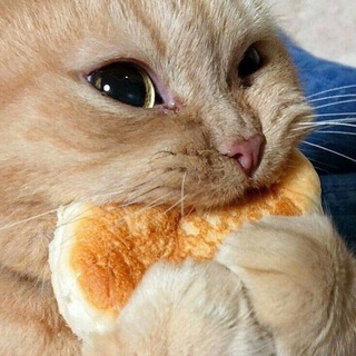 Telegram profile photo for lol