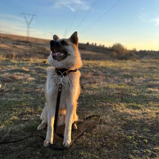 Telegram profile photo for 🐶Логово бандита🐾