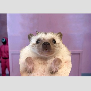Telegram profile photo for F & 刺刺豬仔 & 貓貓 Pancake 喵喵台 🦔🐈