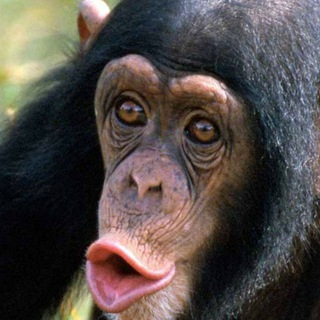 Telegram profile photo for Chimposting